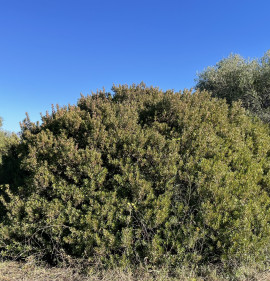 Pistacia lentiscus MAG!!! 10 DB MAG!!!