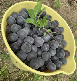 Prunus (Armeniaca) `Csornüj Barhat (Fekete Bársony)`