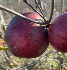 Punica granatum `Babur`