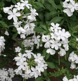 Plumbago capensis `Alba`