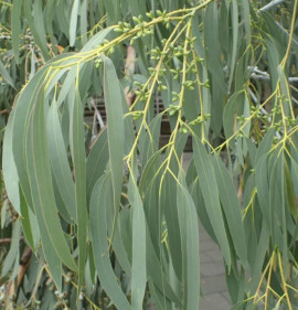 Eucalyptus perriniana