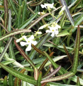 Trachelospermum jasminoides `Waterwheel`