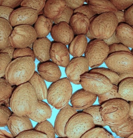 Amygdalus communis (Prunus dulcis) `Genco`