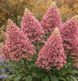 Hydrangea paniculata `Candlelight`