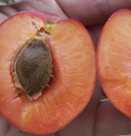 Armeniaca vulgaris `Későn virágzó, tűzpiros`