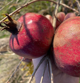 Punica granatum `Babur`