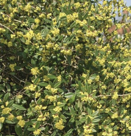 Berberis julianae 