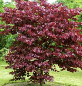 Cercis canadensis `Merlot`