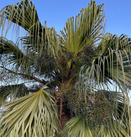 Livistona chinensis MAG!!! 10 DB MAG!!!