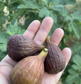 Ficus carica `Lars Olimpic Fig`