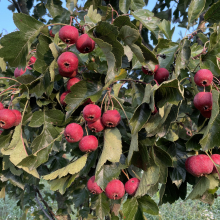 Crataegus pinnatifida `Amur`