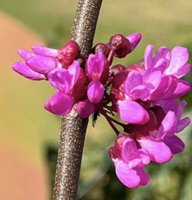 Cercis griffithii `Blue Lagoon`