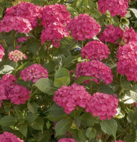 Hydrangea macrophylla `Leuchtfeuer`