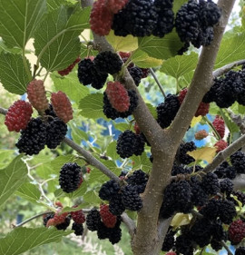 Morus alba x rubra `Gerardi Dwarf`