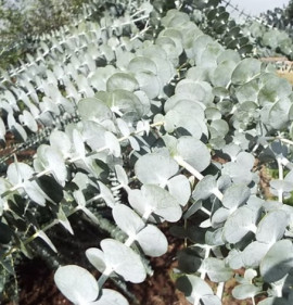 Eucalyptus pulverulenta