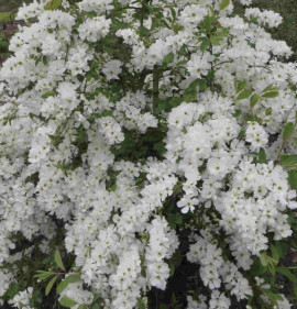 Exochorda racemosa `Niagara`