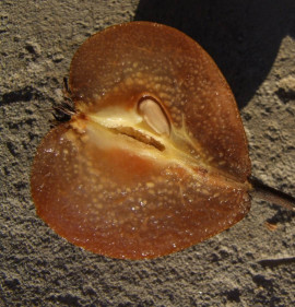 Pyrus communis `Berekkerti Fekete`