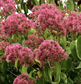 Heptacodium miconoides `Temple of Bloom`