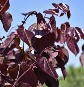Cercis canadensis `Merlot`