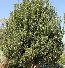 Laurus nobilis