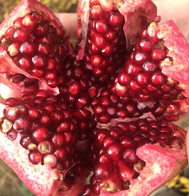 Punica granatum GRÁNÁTALMA GYÜMÖLCS, SAJÁT BIOTERMESZTÉSBŐL!