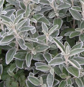 Senecio (syn.: Brachyglottis) greyi