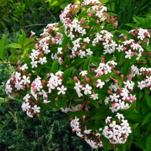 Abelia mosanensis