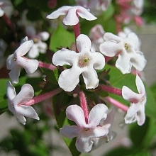 Abelia mosanensis