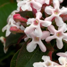 Abelia mosanensis