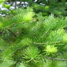 Abies cephalonica 