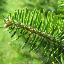 Abies cephalonica 