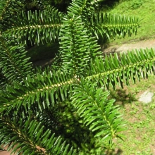 Abies cephalonica 