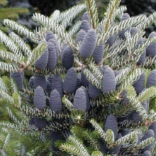Abies koreana `Silberlocke`