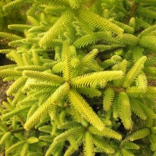 Abies pinsapo `Aurea`