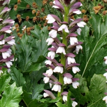 Acanthus mollis