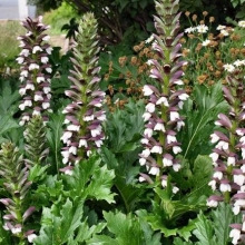 Acanthus mollis
