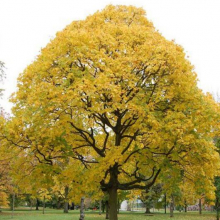 Acer cappadocicum `Aureum`