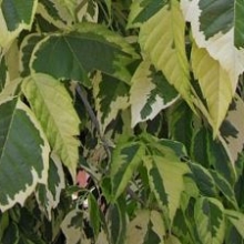 Acer negundo `Elegans`