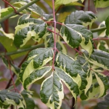 Acer negundo `Elegans`