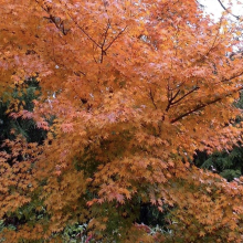 Acer palmatum `Oridono Nishiki`