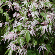 Acer palmatum `Oridono Nishiki`