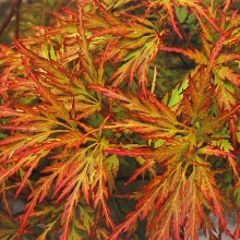 Acer palmatum `Seiryu`