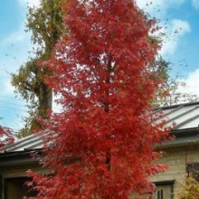 Acer palmatum `Tsukasa Silhouette`