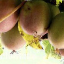 Actinidia arguta `Ananasnaja`