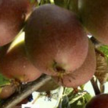 Actinidia arguta `Ananasnaja`