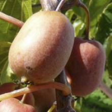 Actinidia arguta `Ananasnaja`