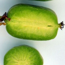 Actinidia arguta `Vitikiwi`