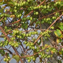 Actinidia arguta `Vitikiwi`