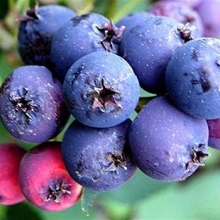 Amelanchier canadensis `Prince William`