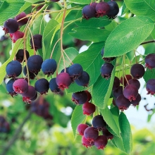 Amelanchier canadensis `Prince William`